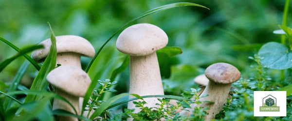 Why Are There Mushrooms Growing In My Lawn A Fungi Guide Lawn Serv 3809