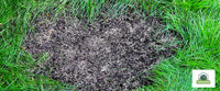 Photo of a dead spot surrounded by green grass in a lawn. Photo by Lawn Serv, your DIY guide for a beautiful lawn