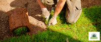 Making Your Lawn Thrive: A Beginner's Guide to Care